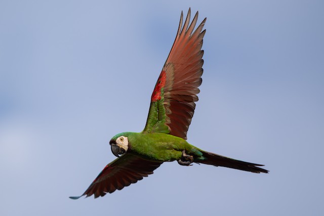 Chestnut-fronted Macaw