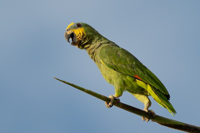 Orange-winged Amazon