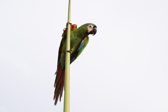 Chestnut-fronted Macaw