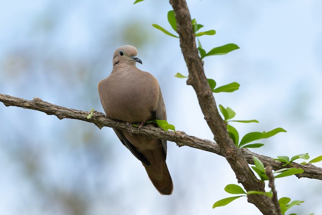 Eared Dove