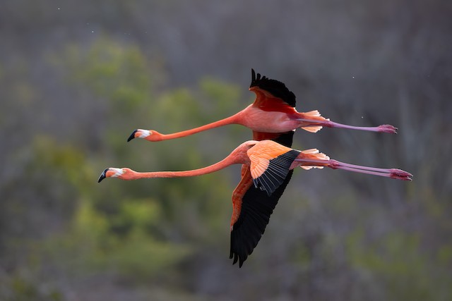 American Flamingo
