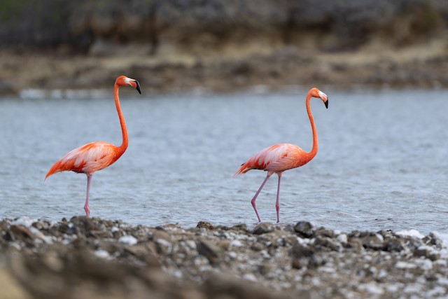 American Flamingo