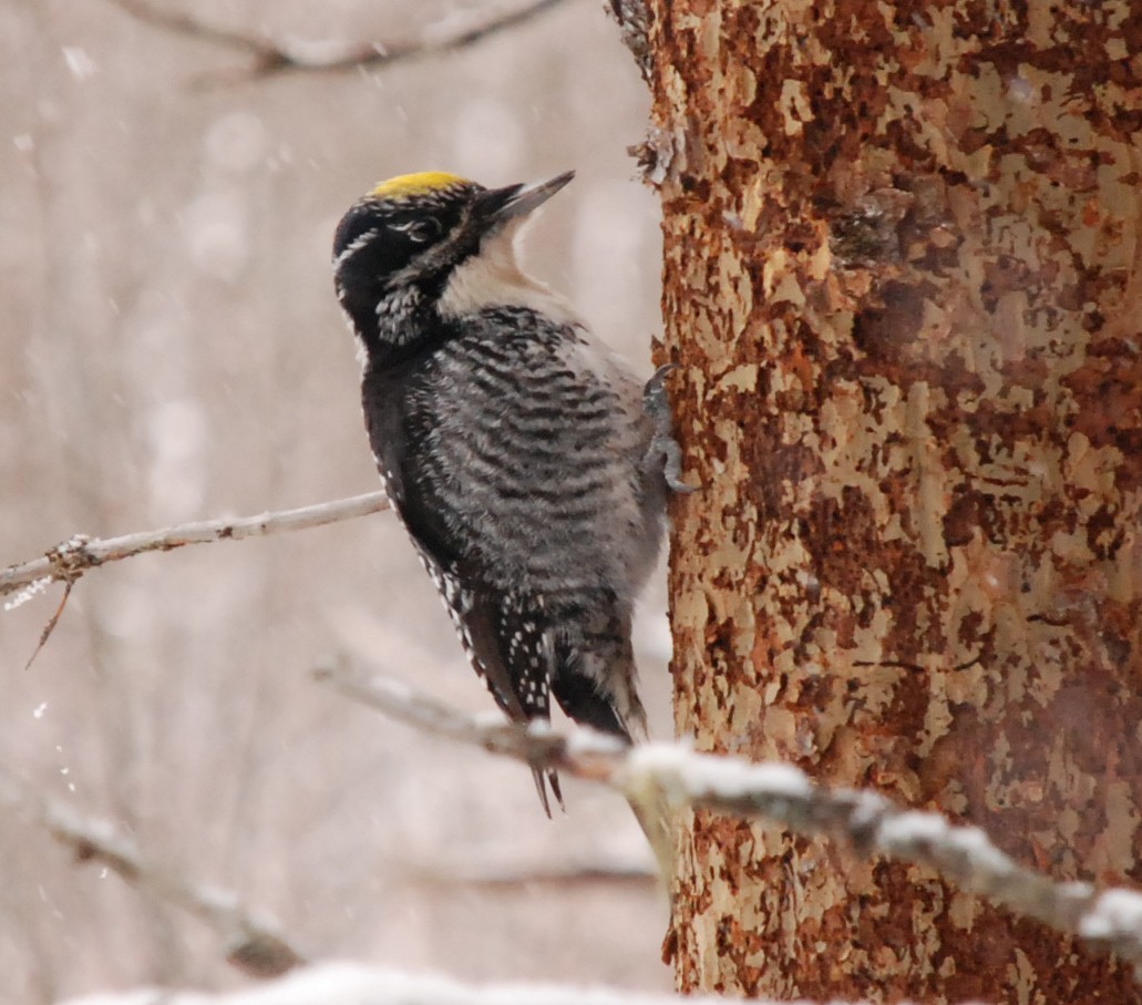 American Three-toed Woodpecker - Henry Trombley