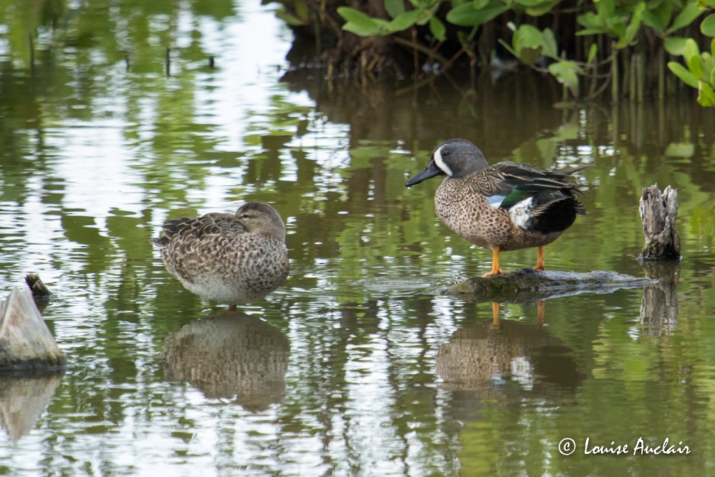 Blue-winged Teal - Louise Auclair