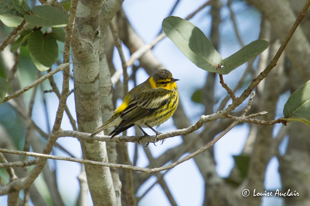 Cape May Warbler - Louise Auclair