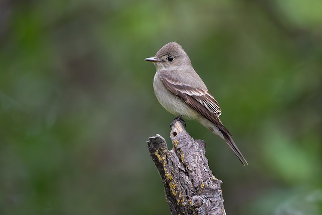 Western Wood-Pewee