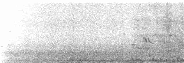 אווז לבן-מצח (אירואסייתי) - ML63602501