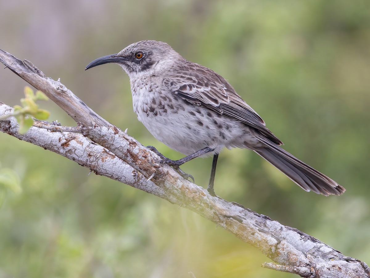 Española Mockingbird - Mimus macdonaldi - Birds of the World, image size:1200x900