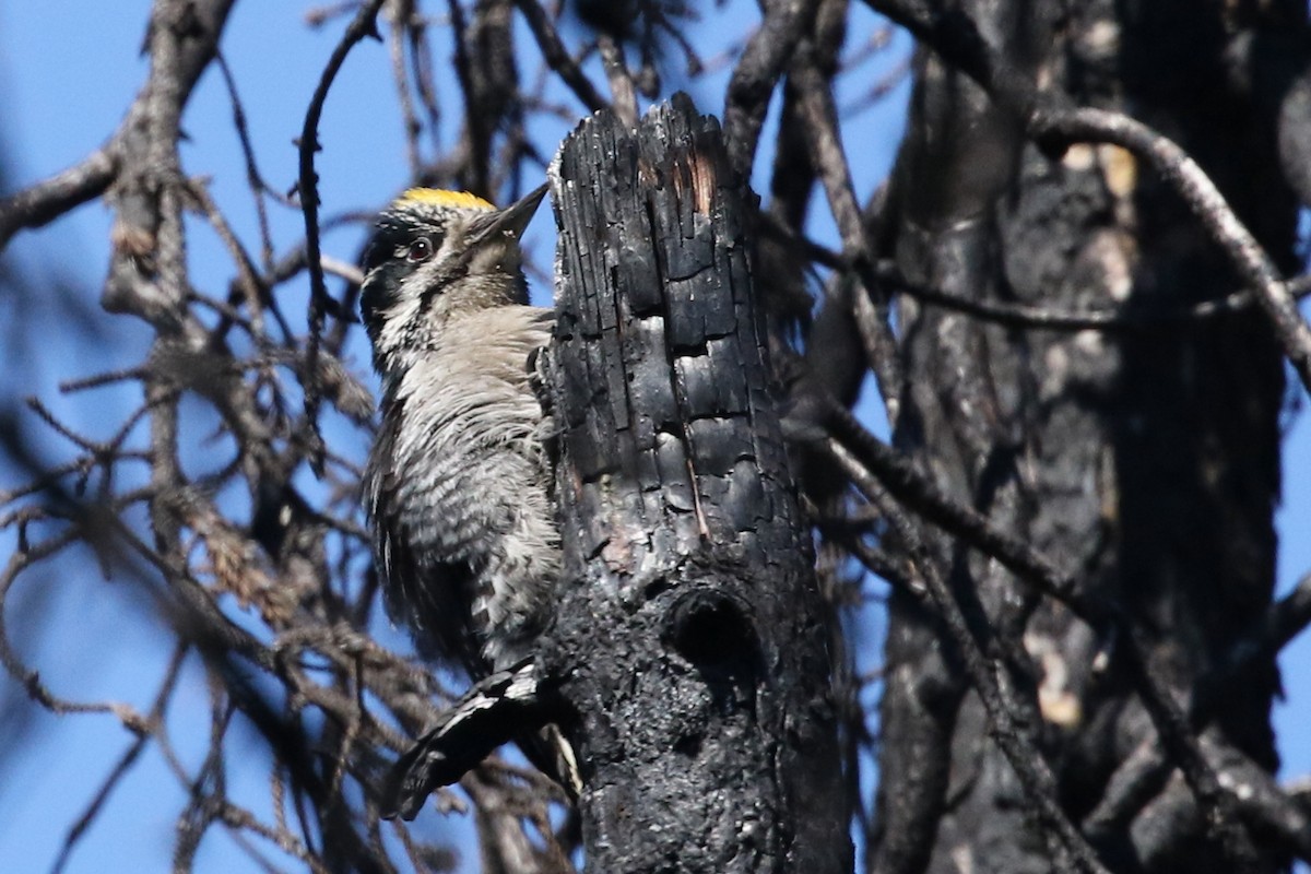 American Three-toed Woodpecker - David Yeamans