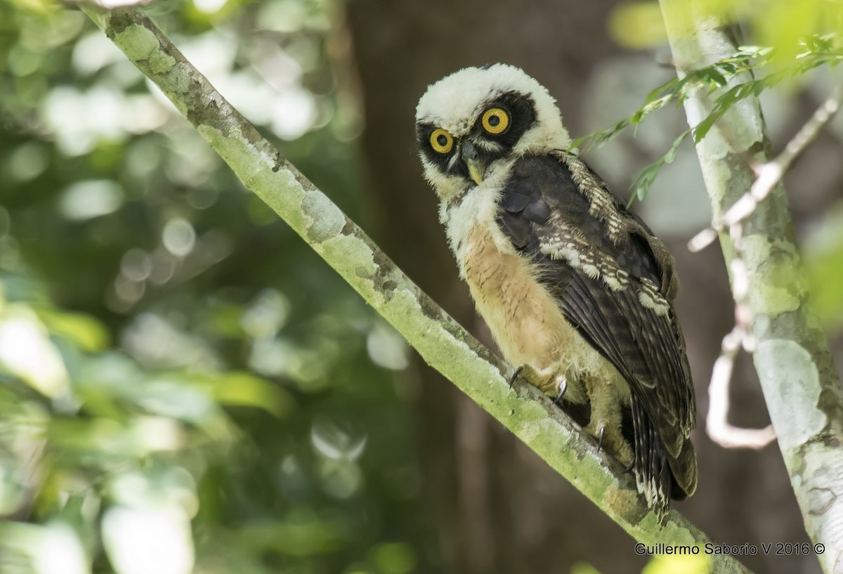 Spectacled Owl - Guillermo  Saborío Vega