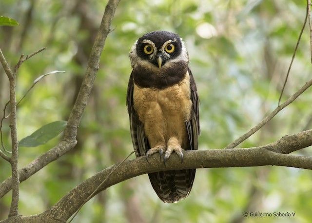 What is Malort - A Spectacled Owl
