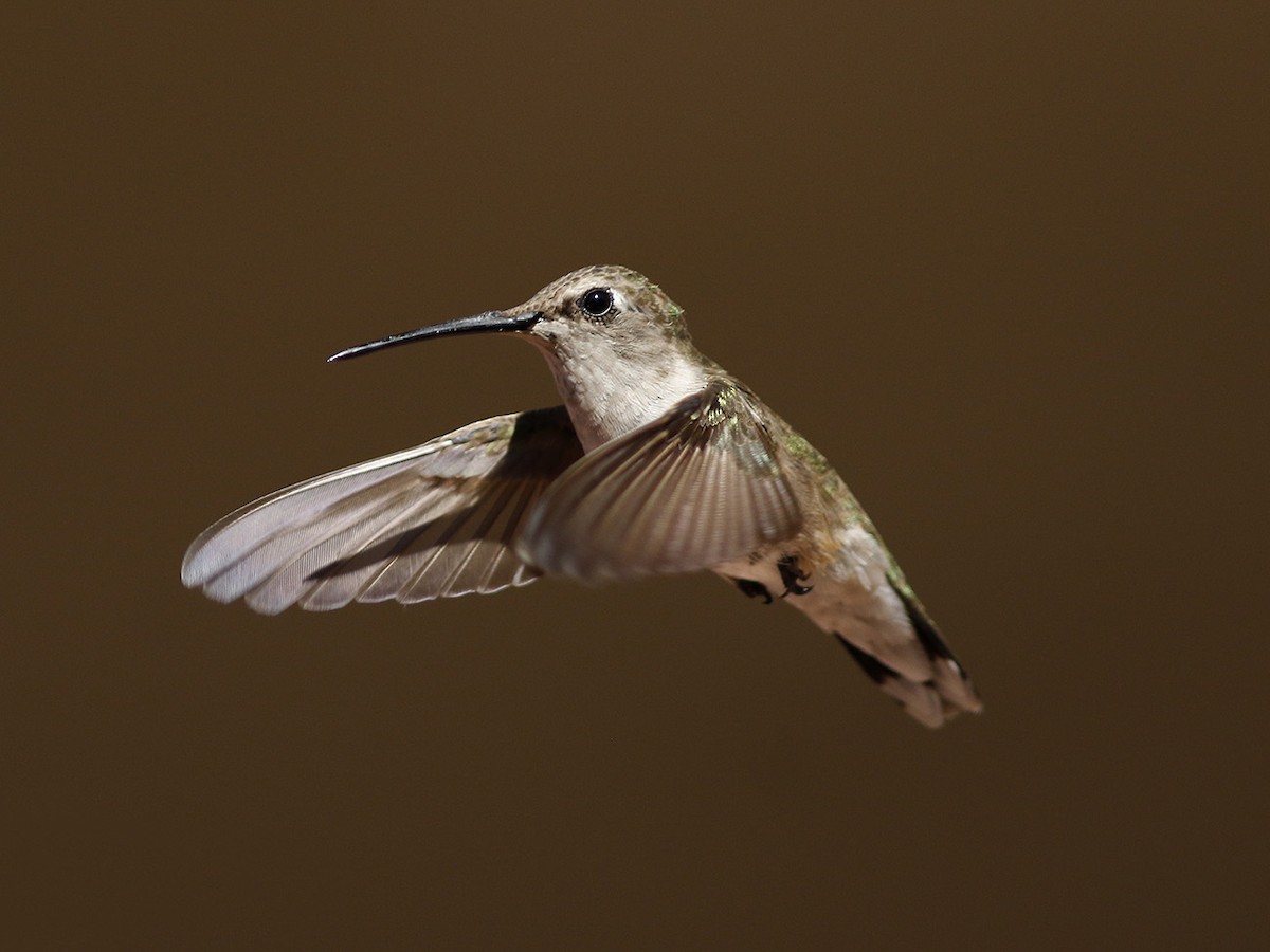 Black-chinned Hummingbird - ML63607931