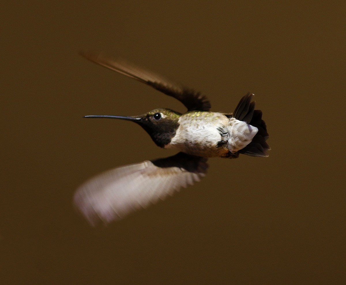 Black-chinned Hummingbird - ML63608021