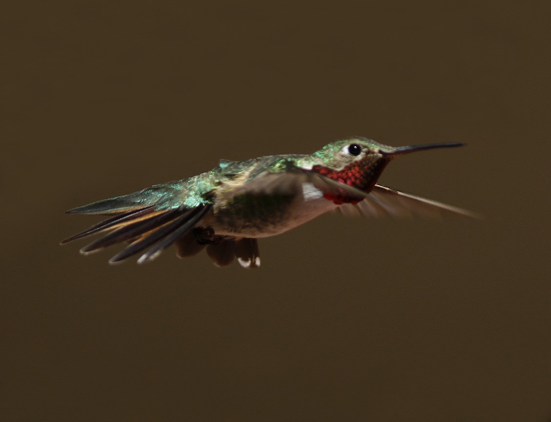 Broad-tailed Hummingbird - ML63608181