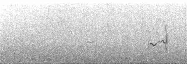 Перепончатопалый галстучник - ML63608301