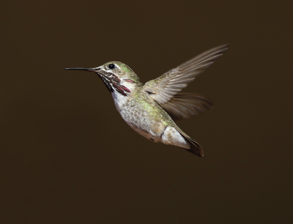 Calliope Hummingbird - ML63608421