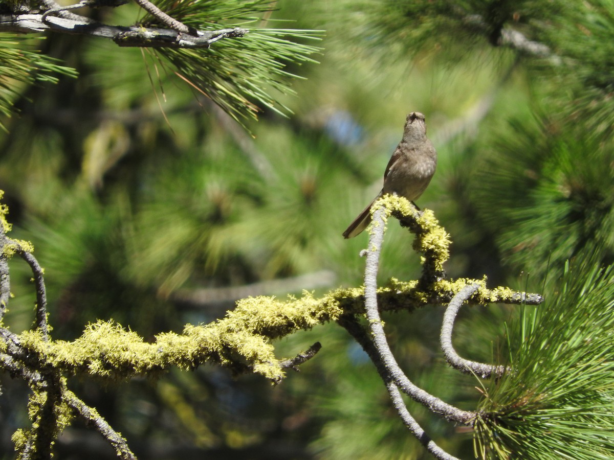 Townsend's Solitaire - ML63608801
