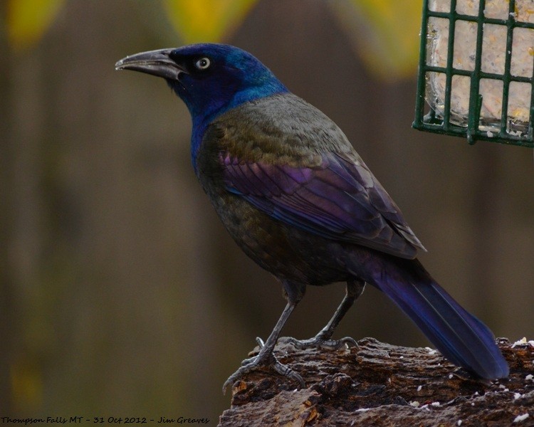 Common Grackle - Jim Greaves
