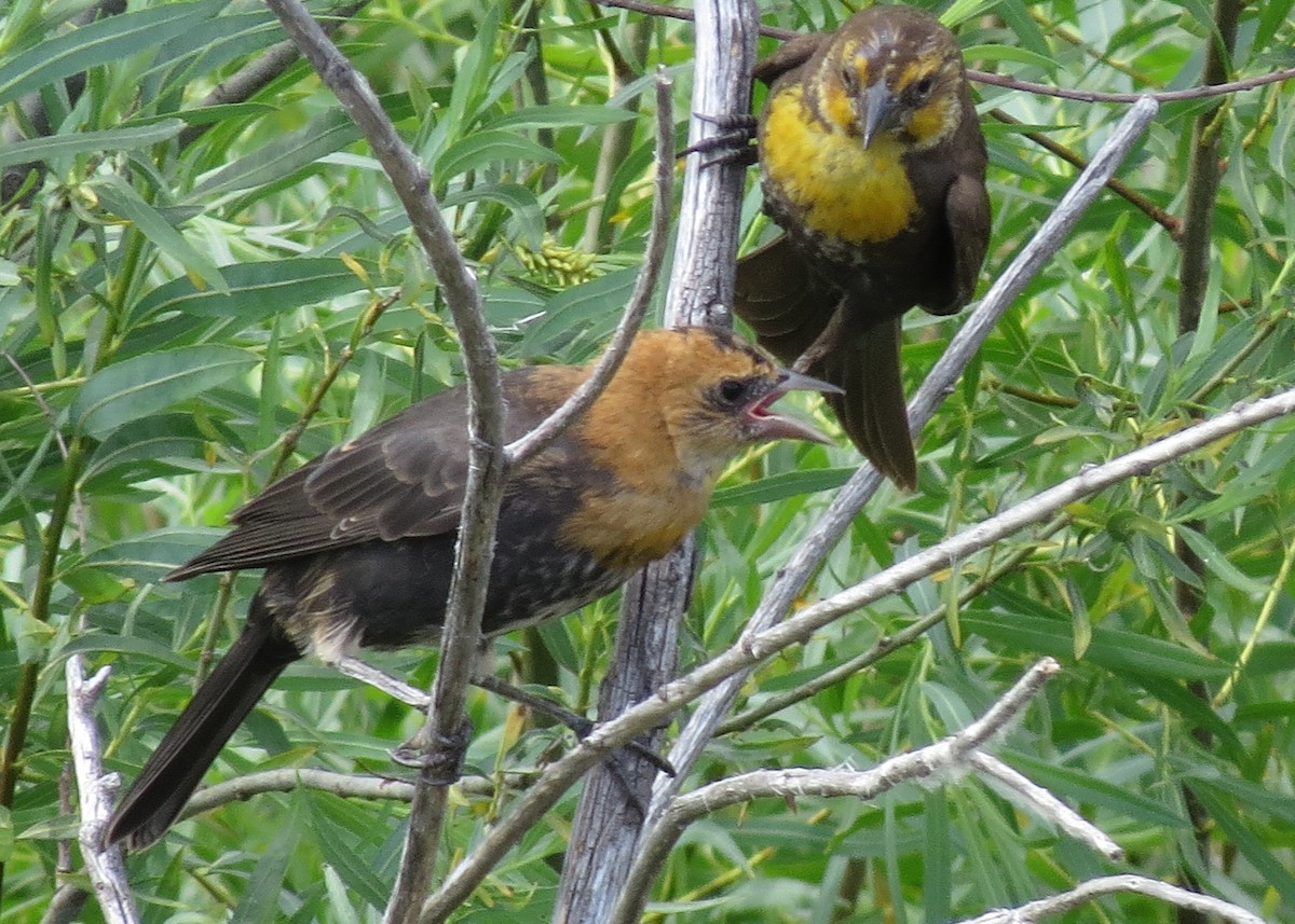 Yellow-headed Blackbird - Sharyn Isom