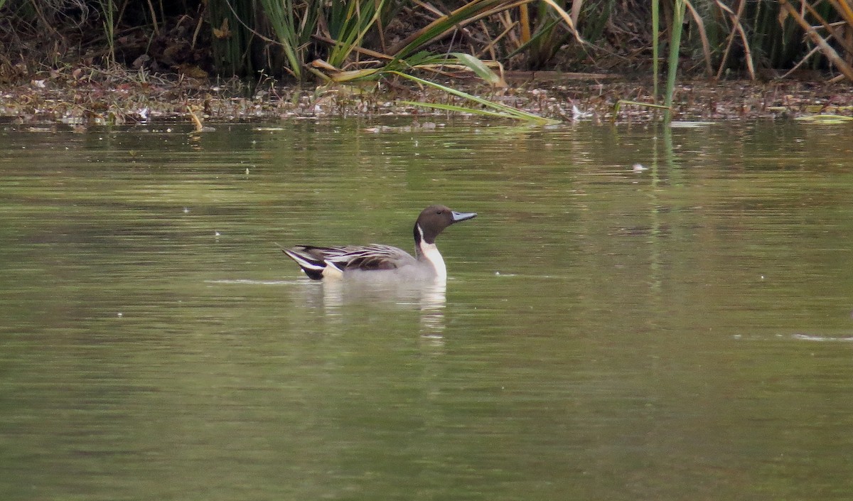 Northern Pintail - Lois Stacey
