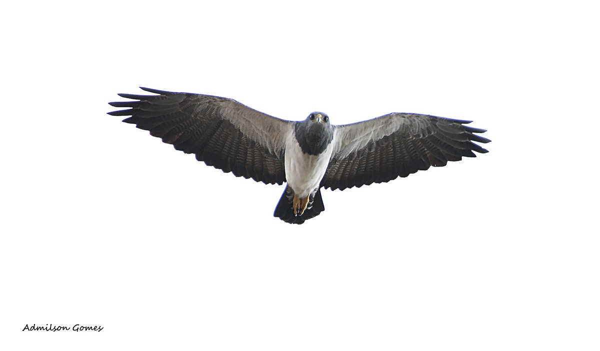 Black-chested Buzzard-Eagle - ML63611721