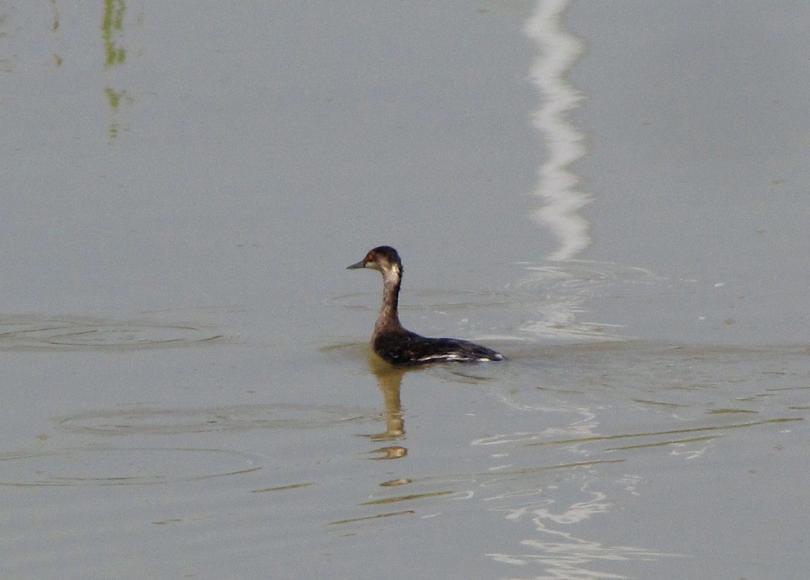 Eared Grebe - Lois Stacey