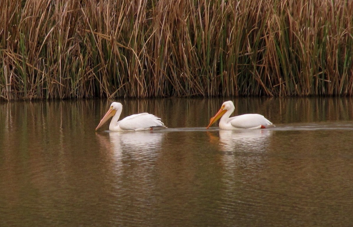 American White Pelican - Lois Stacey