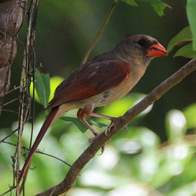 Cardinal rouge - ML63613271