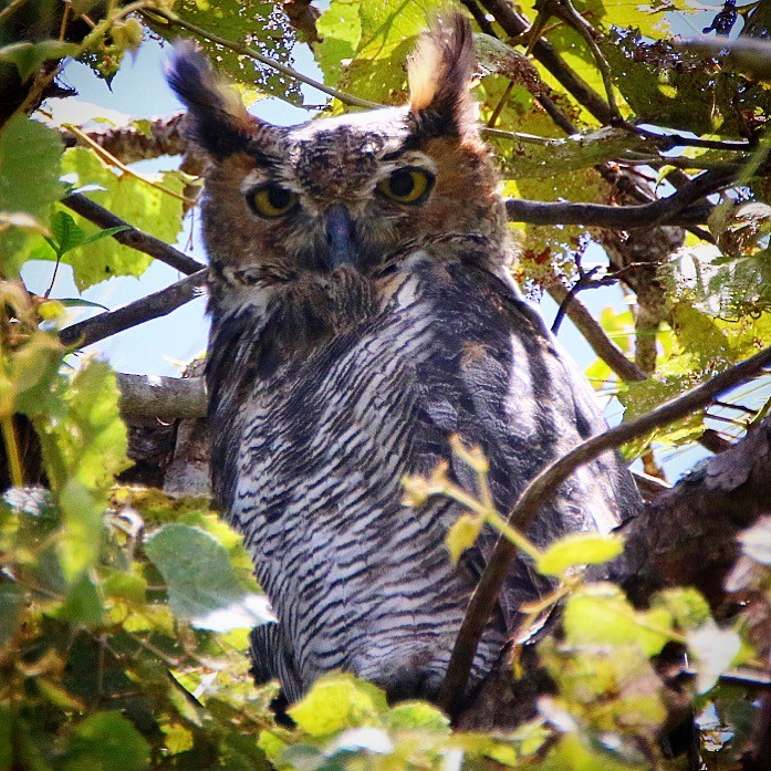 Great Horned Owl - ML63613481