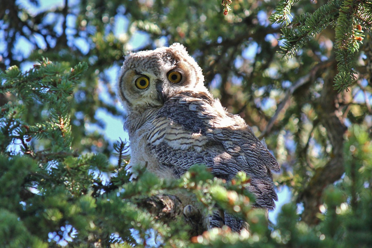 Great Horned Owl - Kayla Arey