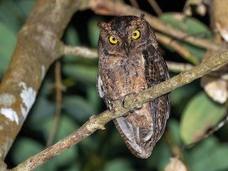  - Seychelles Scops-Owl