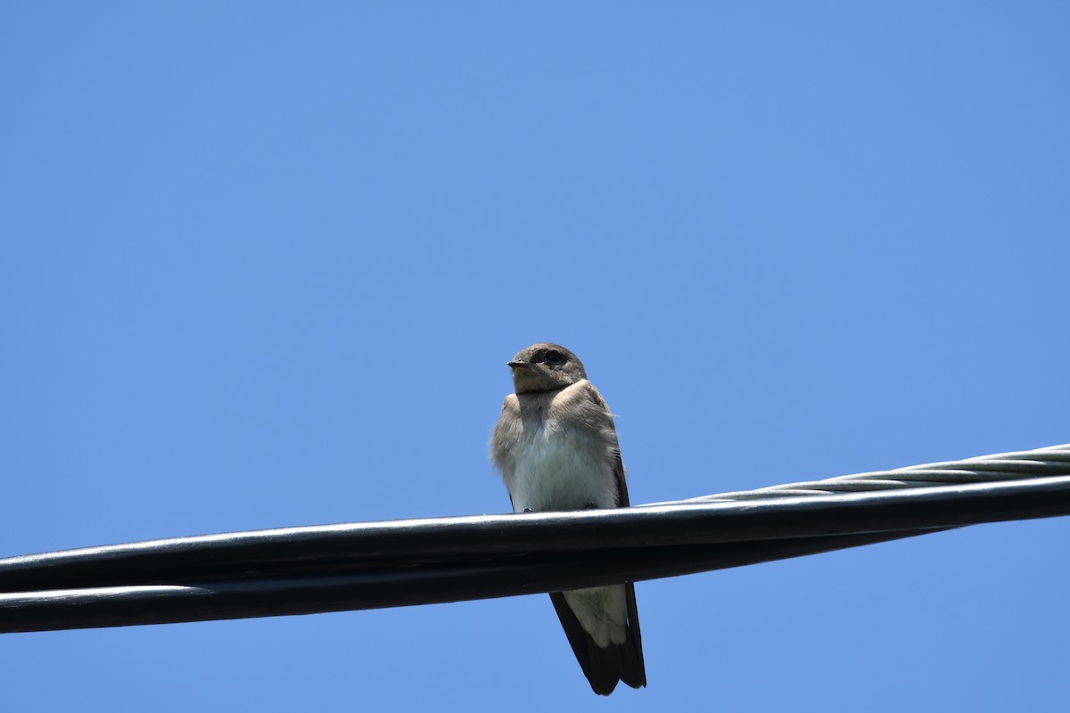 Northern Rough-winged Swallow - ML63616501