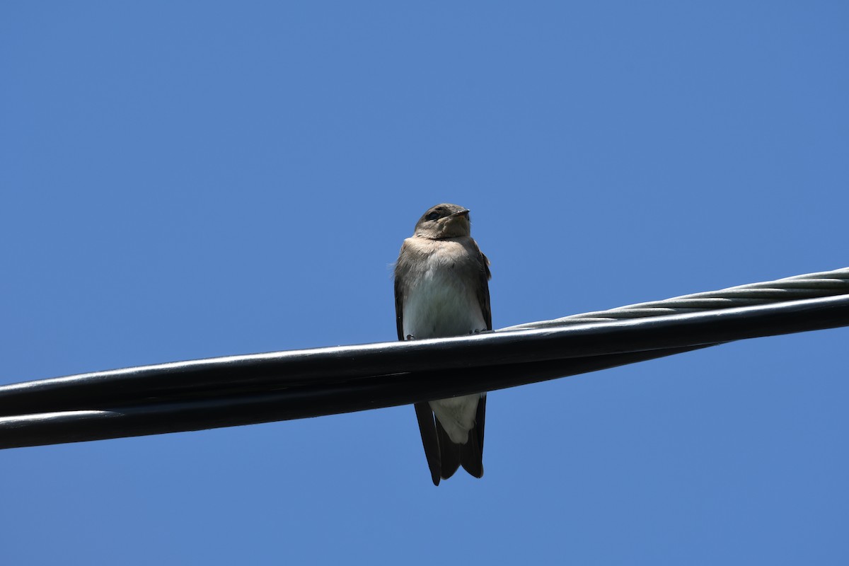 Northern Rough-winged Swallow - ML63616511