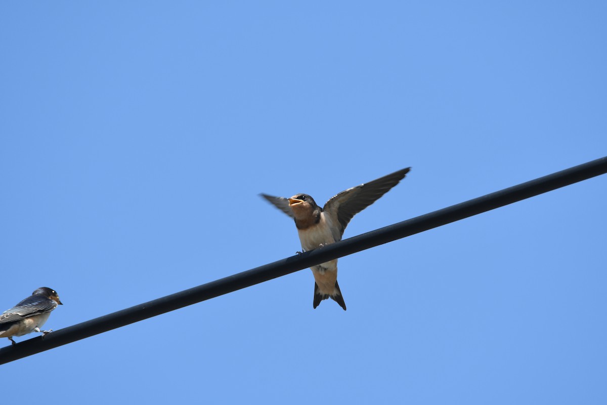 Barn Swallow (American) - ML63616691