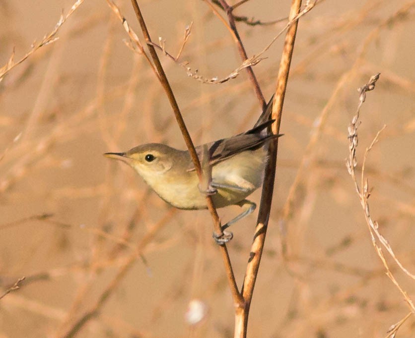 Melodious Warbler - Paulo Doutel