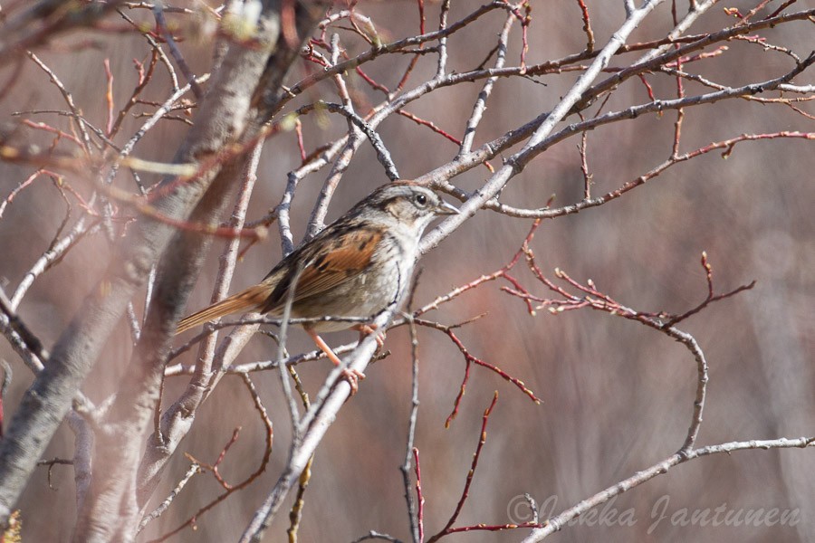 Swamp Sparrow - Jukka Jantunen