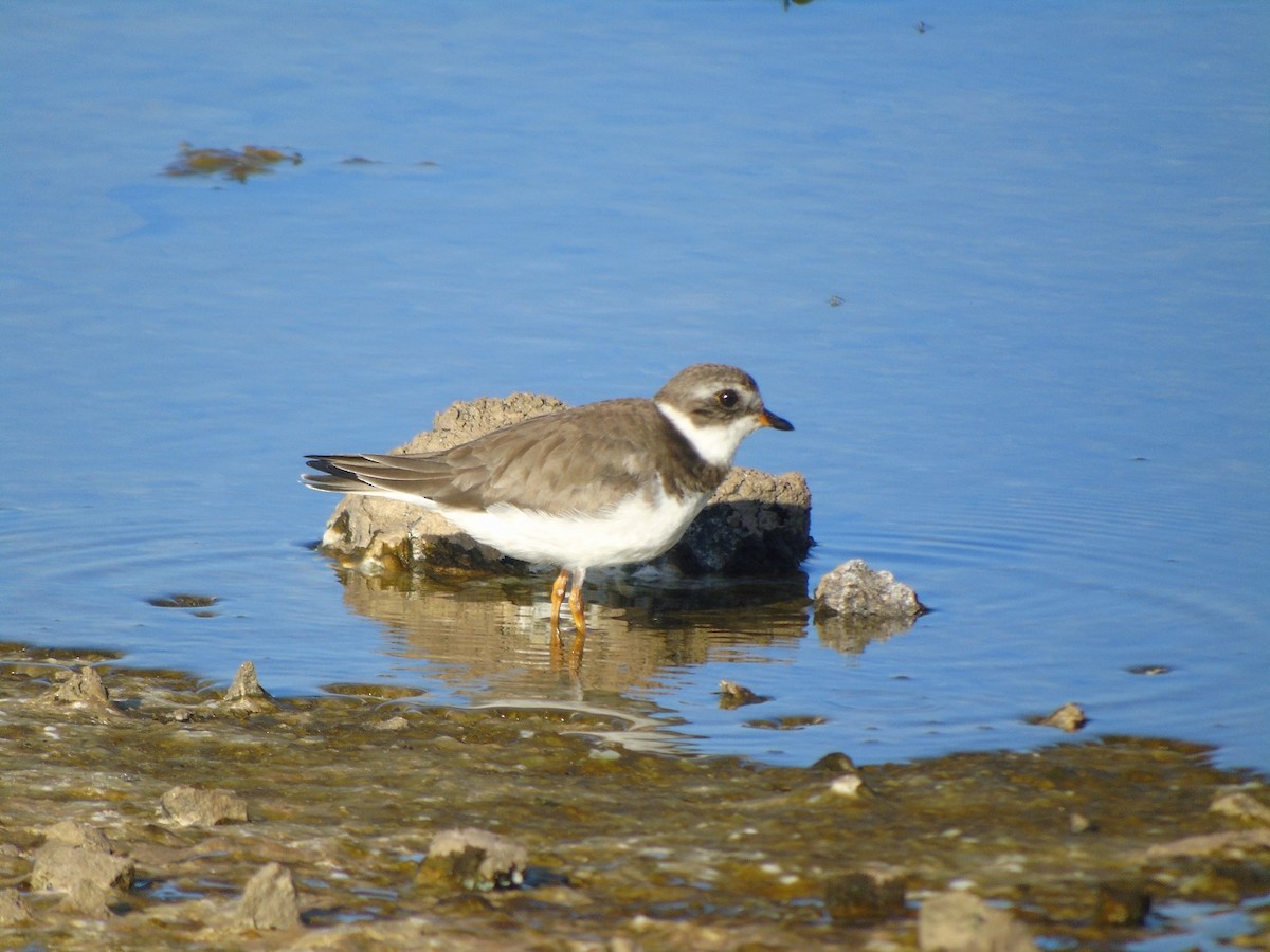 Semipalmated Plover - ML63618951