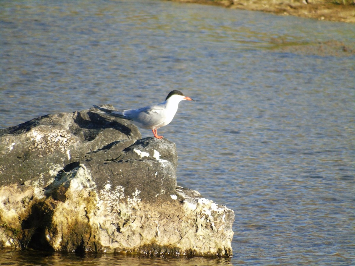 Common Tern - ML63619141