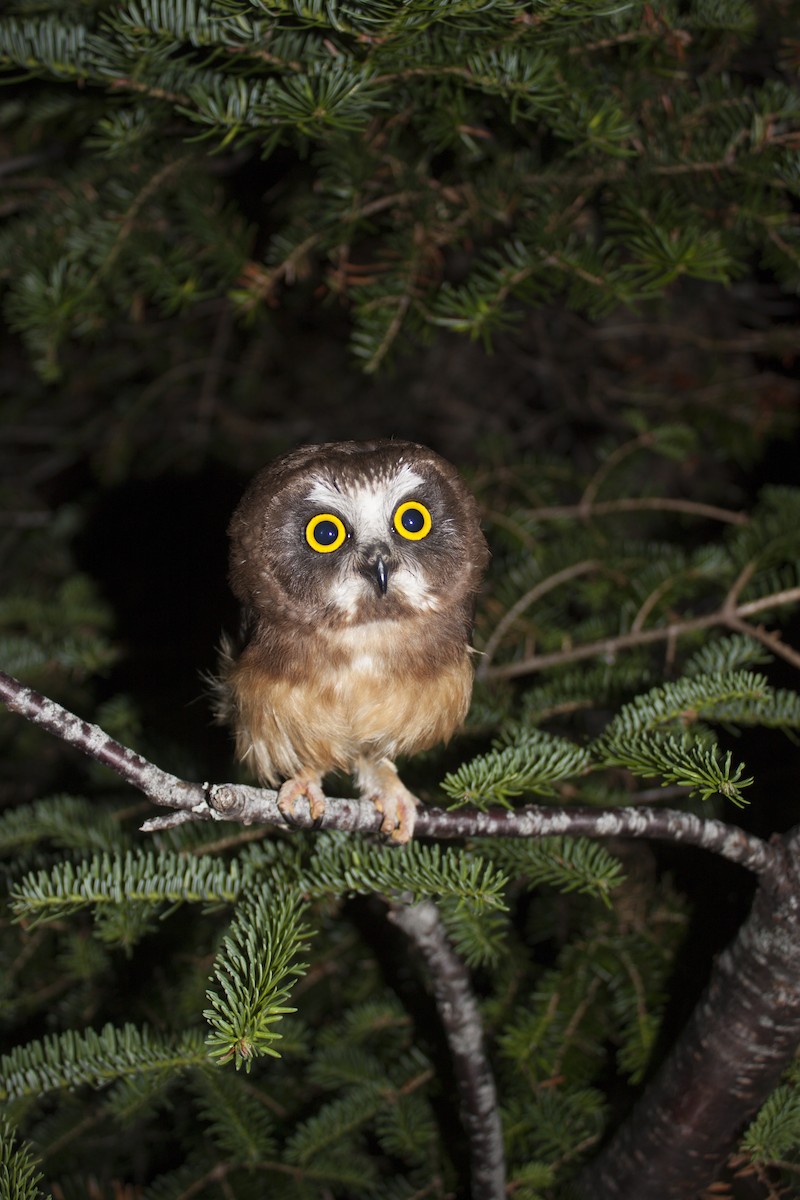 Northern Saw-whet Owl - Kent McFarland