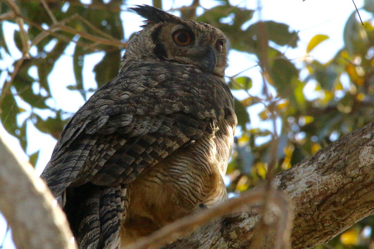 Great Horned Owl - ML63622821
