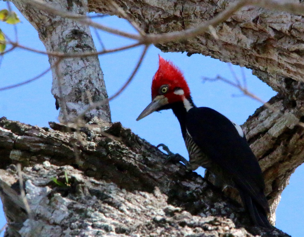 Crimson-crested Woodpecker - Gustino Lanese