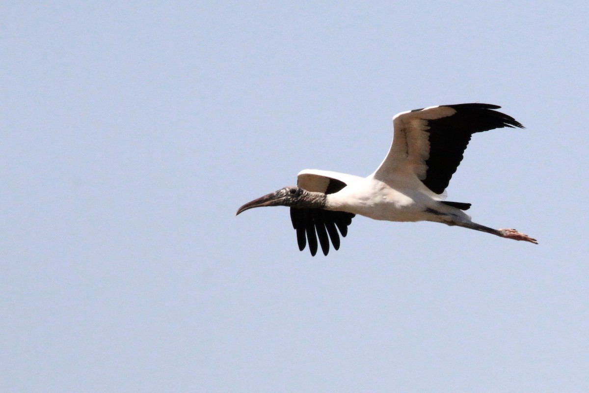 Wood Stork - ML63624021