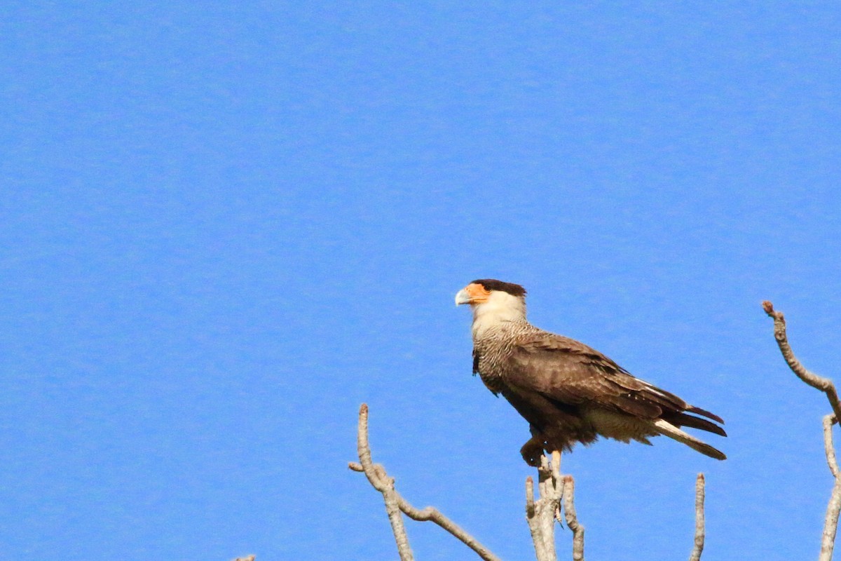 Crested Caracara (Southern) - ML63624141