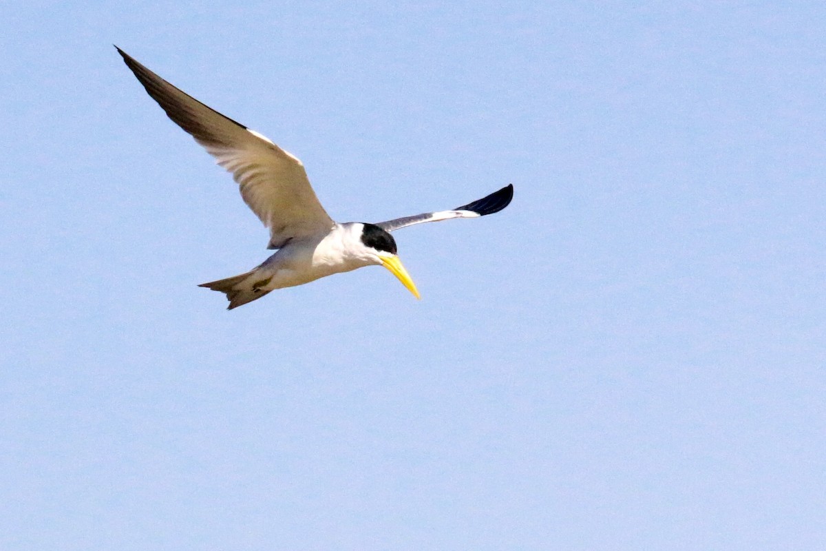 Large-billed Tern - Gustino Lanese