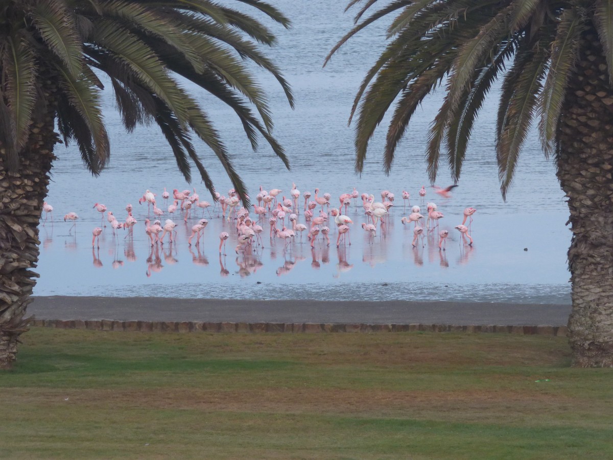 Greater Flamingo - Bill Crins