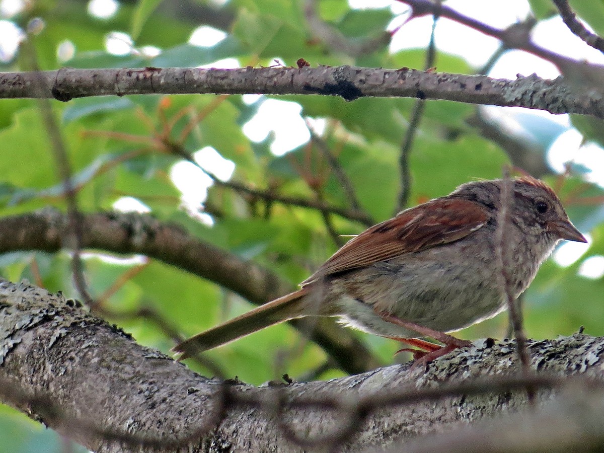 Swamp Sparrow - ML63626091