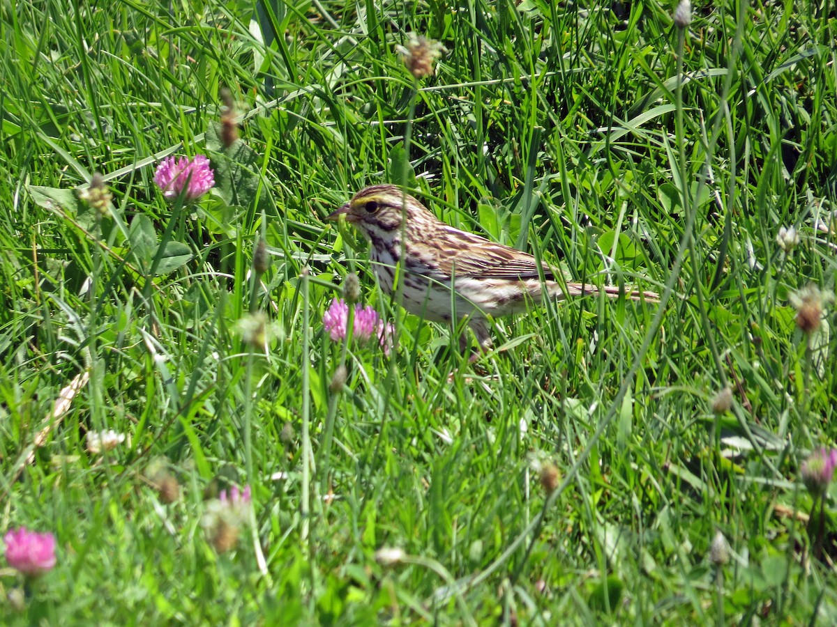 Savannah Sparrow - ML63626121