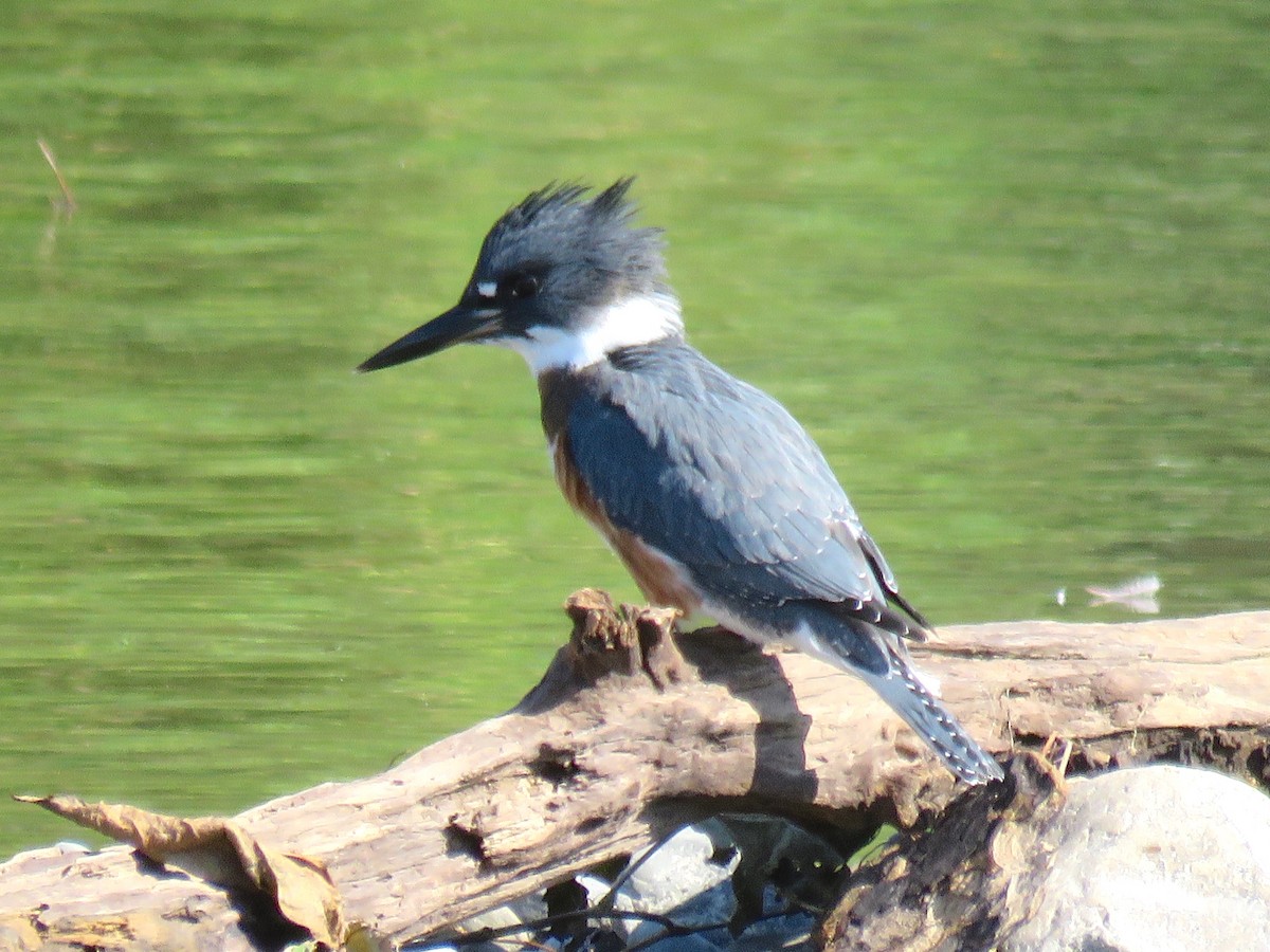 Belted Kingfisher - ML63626231
