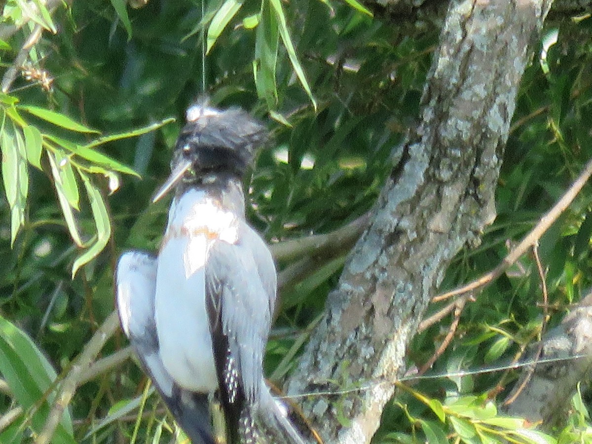 Belted Kingfisher - ML63626241