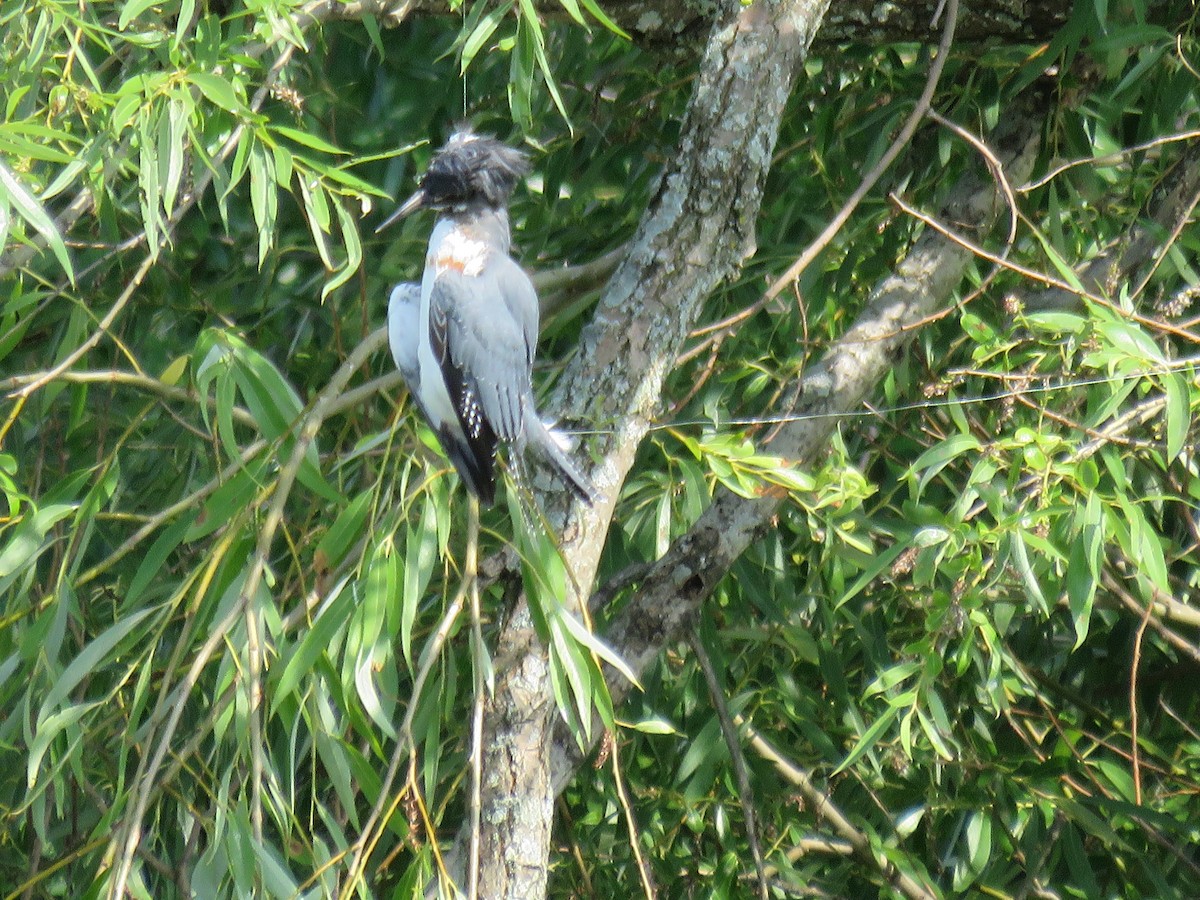 Belted Kingfisher - ML63626261